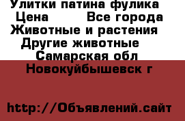 Улитки патина фулика › Цена ­ 10 - Все города Животные и растения » Другие животные   . Самарская обл.,Новокуйбышевск г.